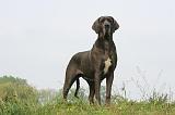 DOGUE ALLEMAND 444